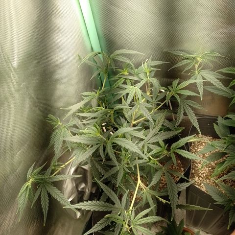 6 growlog timeline photo