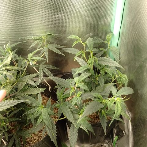 Cidreira  growlog timeline photo