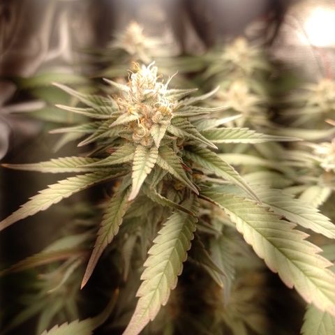 Banana Purple Punch #7 growlog timeline photo
