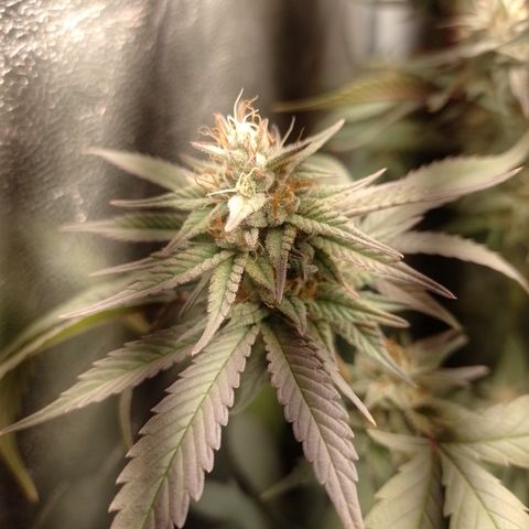 Banana Purple Punch #7 growlog timeline photo