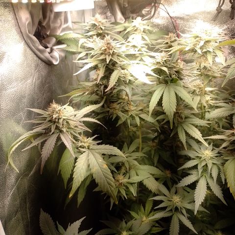 Banana Purple Punch #7 growlog timeline photo