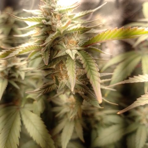 Banana Purple Punch #6 growlog timeline photo