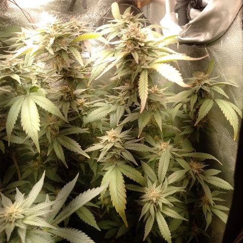 Banana Purple Punch #6 growlog timeline photo