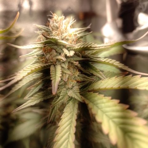 Banana Purple Punch #6 growlog timeline photo
