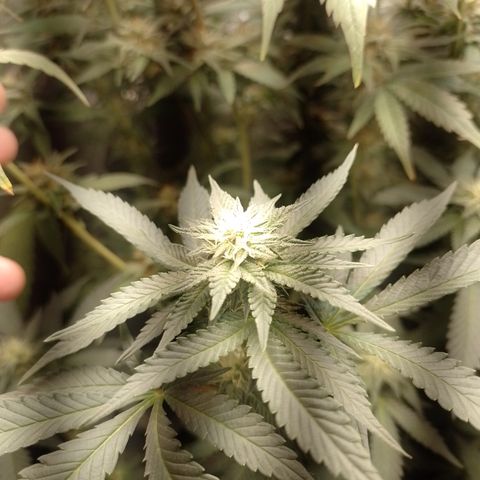 Purple cookies #3 growlog timeline photo