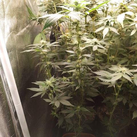 Purple cookies #3 growlog timeline photo