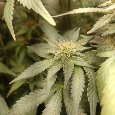 Purple cookies #4 growlog timeline photo