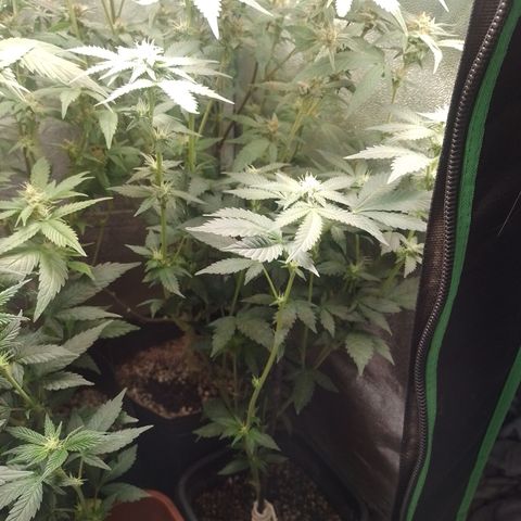 Purple cookies #4 growlog timeline photo