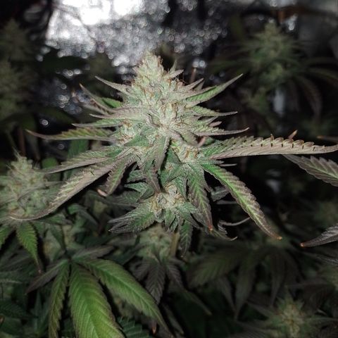 Banana Purple Punch #6 growlog timeline photo