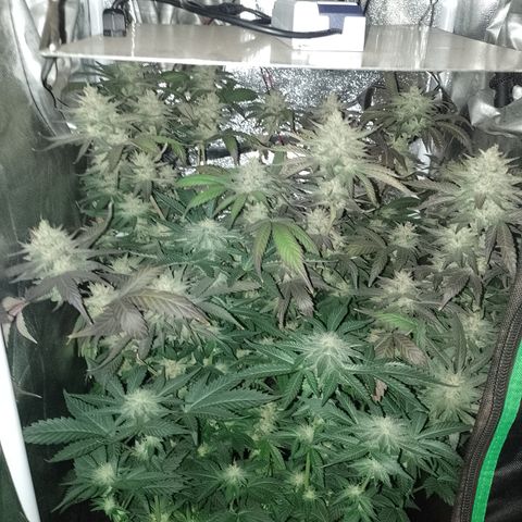 Banana Purple Punch #6 growlog timeline photo
