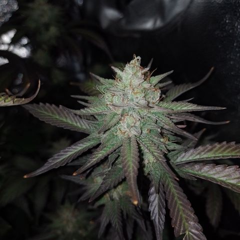 Banana Purple Punch #6 growlog timeline photo