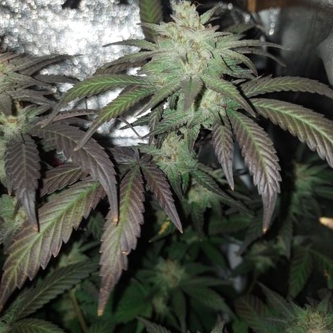 Banana Purple Punch #7 growlog timeline photo