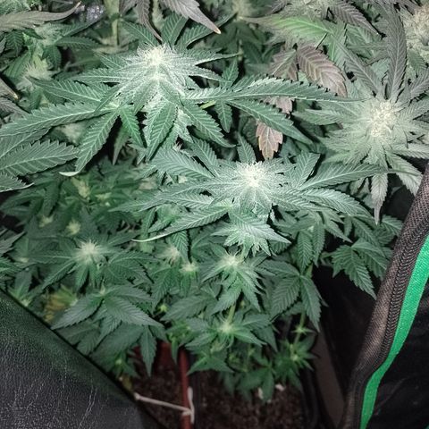 Purple cookies #4 growlog timeline photo