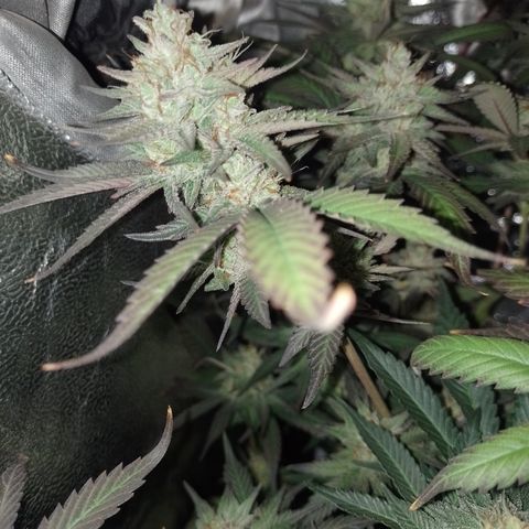 Banana Purple Punch #7 growlog timeline photo