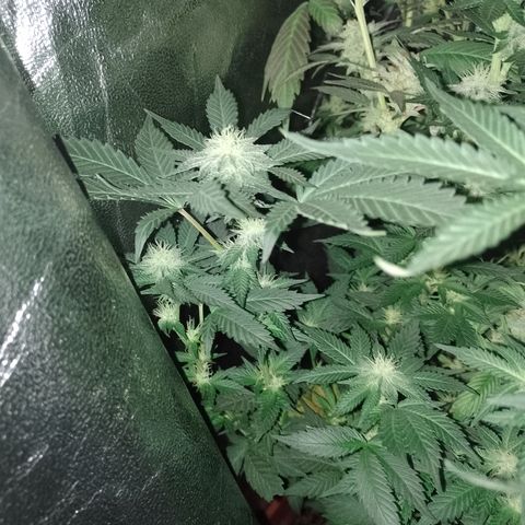 Purple cookies #3 growlog timeline photo