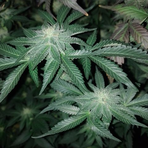 Purple cookies #3 growlog timeline photo