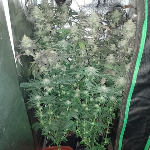 Purple cookies #3 growlog timeline photo