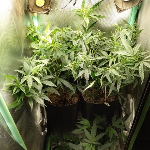 Cidreira  growlog timeline photo