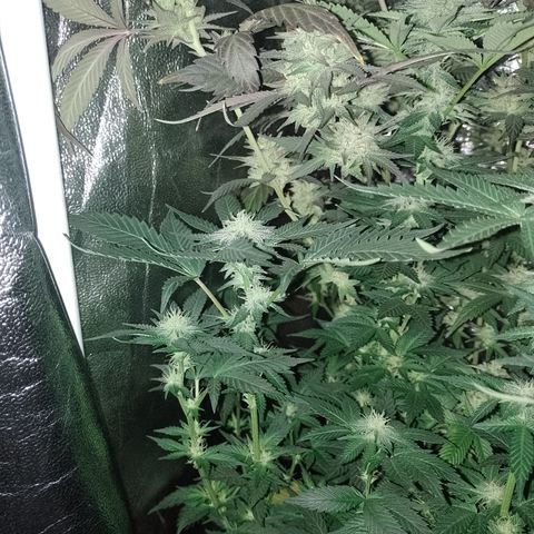 Purple cookies #3 growlog timeline photo
