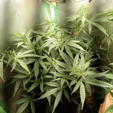 6 growlog timeline photo