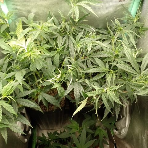 6 growlog timeline photo