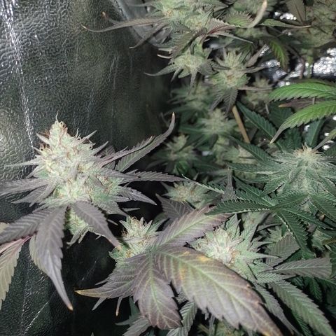 Banana Purple Punch #7 growlog timeline photo