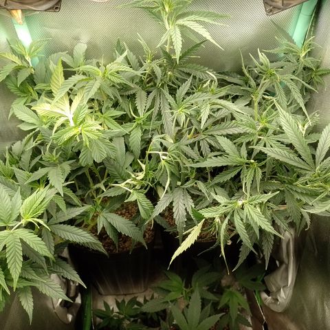 Cidreira  growlog timeline photo