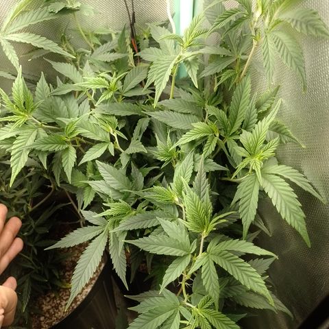 Cidreira  growlog timeline photo