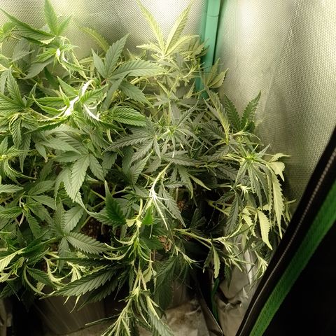 6 growlog timeline photo