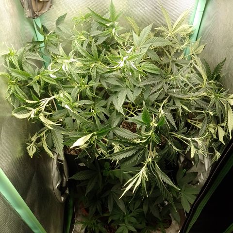 6 growlog timeline photo