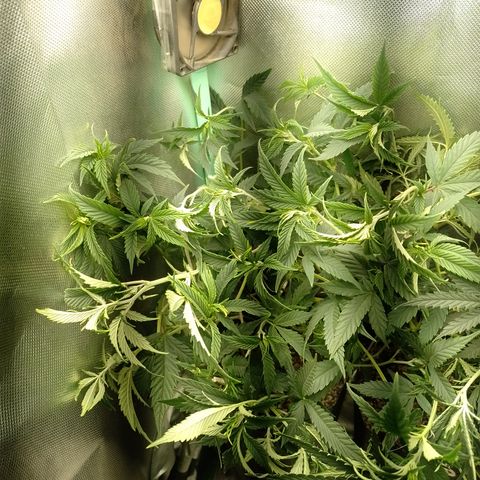 Cidreira  growlog timeline photo