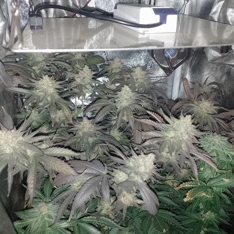 Banana Purple Punch #6 growlog timeline photo