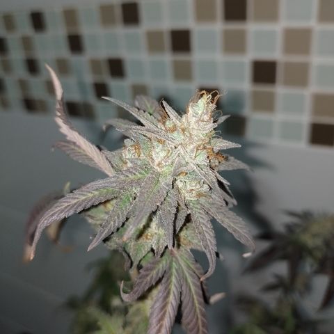 Banana Purple Punch #6 growlog timeline photo