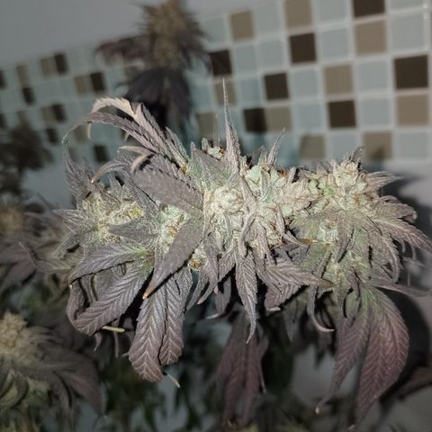 Banana Purple Punch #6 growlog timeline photo