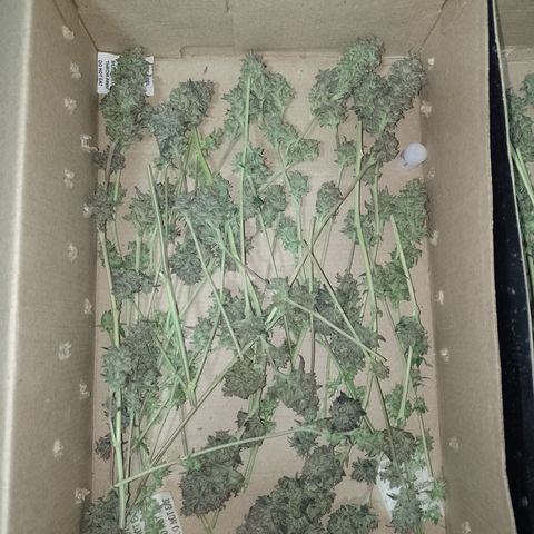 Banana Purple Punch #6 growlog timeline photo