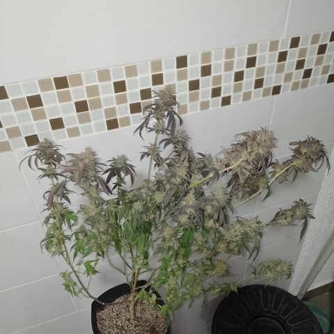 Banana Purple Punch #6 growlog timeline photo
