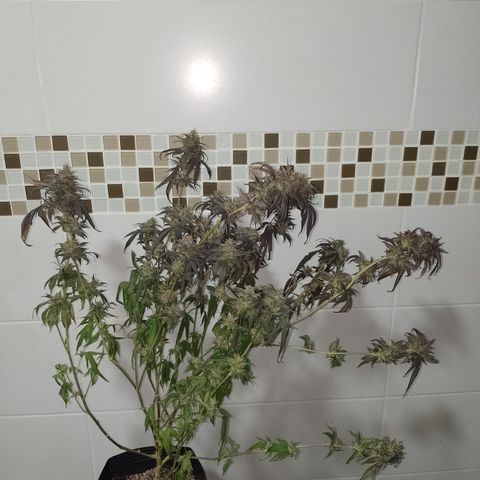 Banana Purple Punch #6 growlog timeline photo