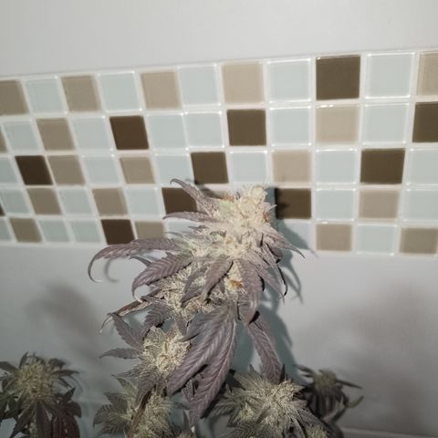 Banana Purple Punch #6 growlog timeline photo