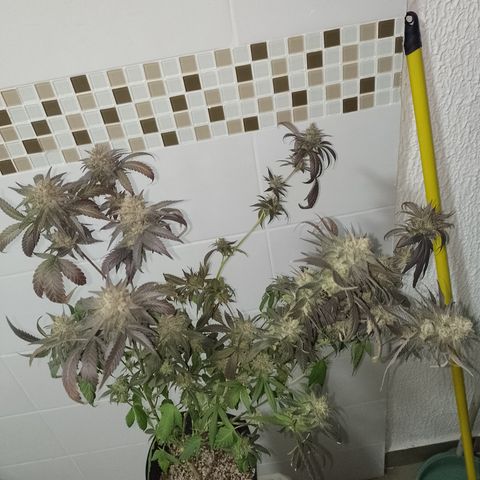 Banana Purple Punch #7 growlog timeline photo