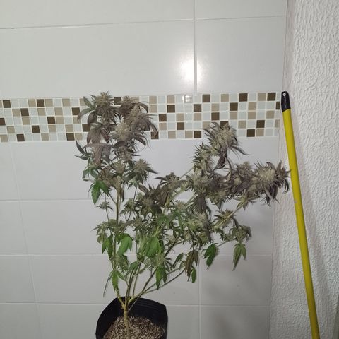 Banana Purple Punch #7 growlog timeline photo