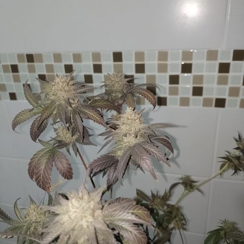 Banana Purple Punch #7 growlog timeline photo