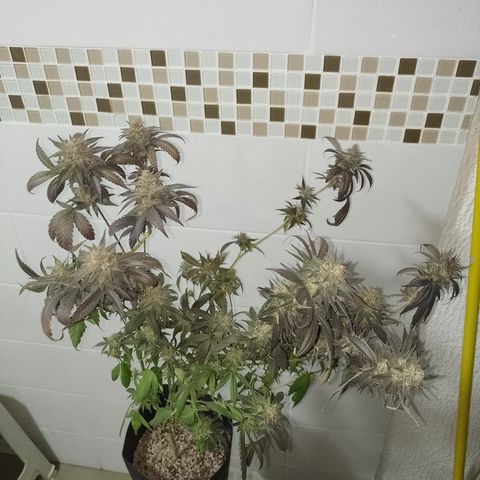 Banana Purple Punch #7 growlog timeline photo