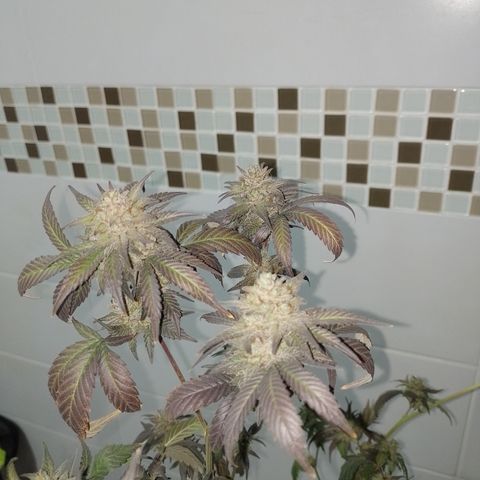 Banana Purple Punch #7 growlog timeline photo