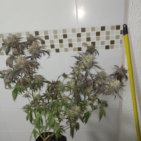 Banana Purple Punch #7 growlog timeline photo