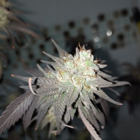 Banana Purple Punch #7 growlog timeline photo
