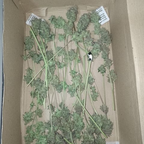 Banana Purple Punch #7 growlog timeline photo