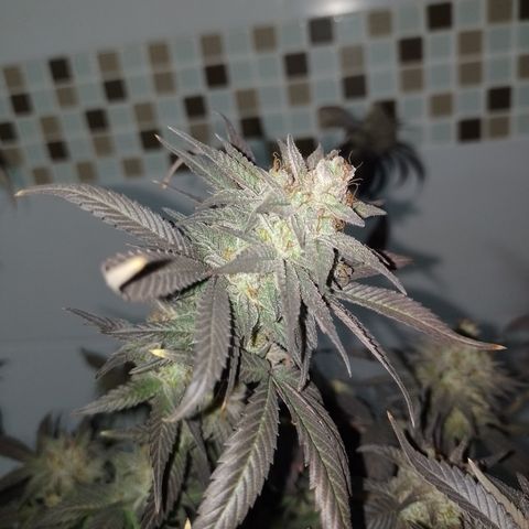 Banana Purple Punch #7 growlog timeline photo