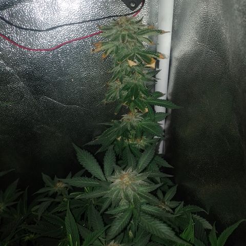 Purple cookies #3 growlog timeline photo