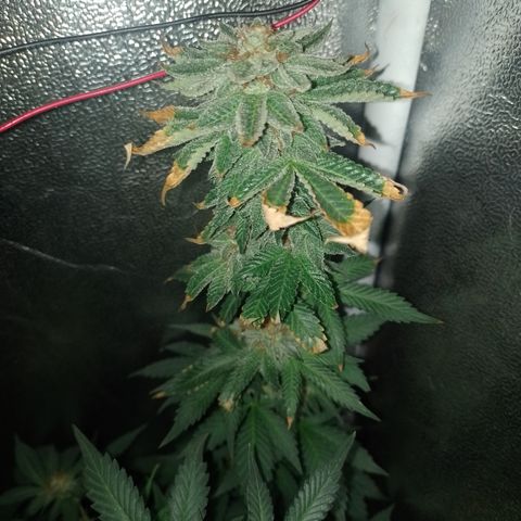 Purple cookies #3 growlog timeline photo