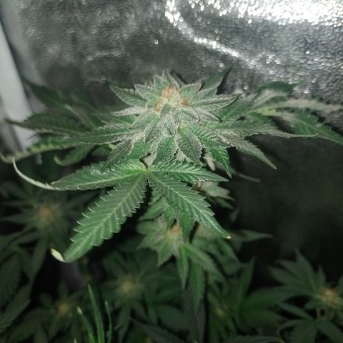 Purple cookies #4 growlog timeline photo